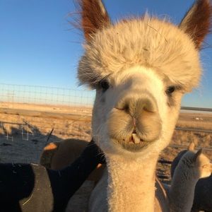 Meet your Posher, Angela